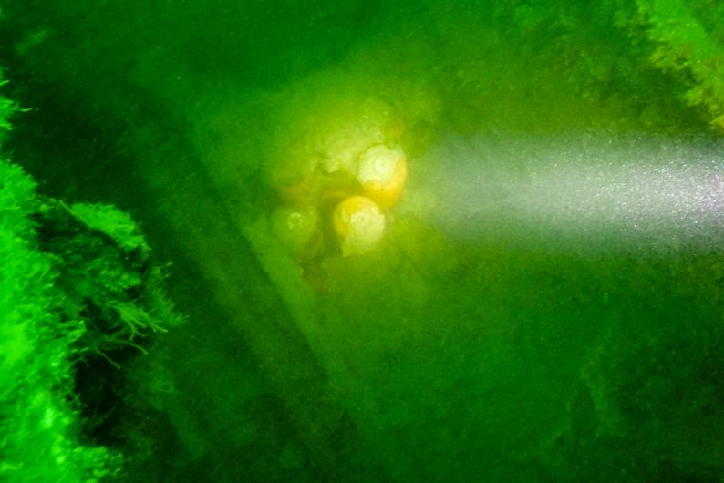 © MN - À l’aide d’un éclairage individuel, les plongeurs découvrent la multitude de munitions encore présentes sur l’épave. Leur inventaire, rendu difficile par la vase, le sable et les coquillages qui se sont infiltrés, est d’autant plus délicat que les particules en suspension réduisent la visibilité sous-marine.